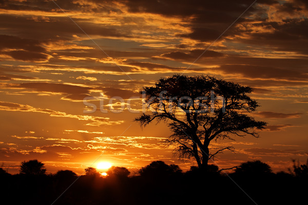 ストックフォト: アフリカ · 日没 · ツリー · 雲 · 砂漠 · 南アフリカ