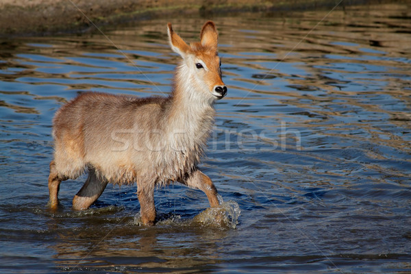Young waterbuck in water Stock photo © EcoPic