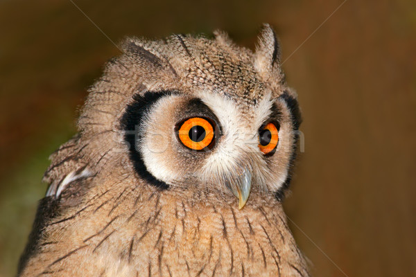 Owl portrait Stock photo © EcoPic