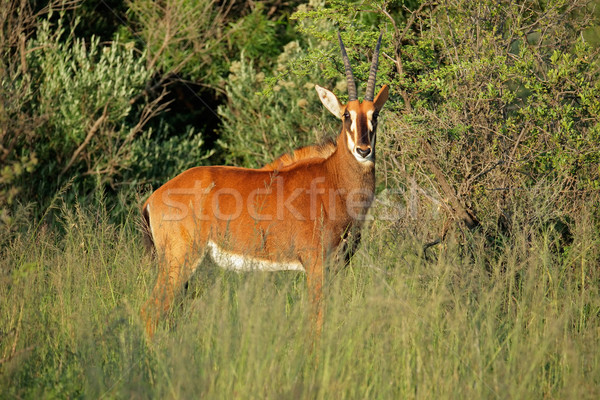 Stock photo: Sable antelope