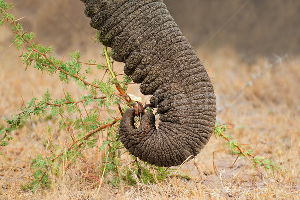Elephant trunk Stock photo © EcoPic