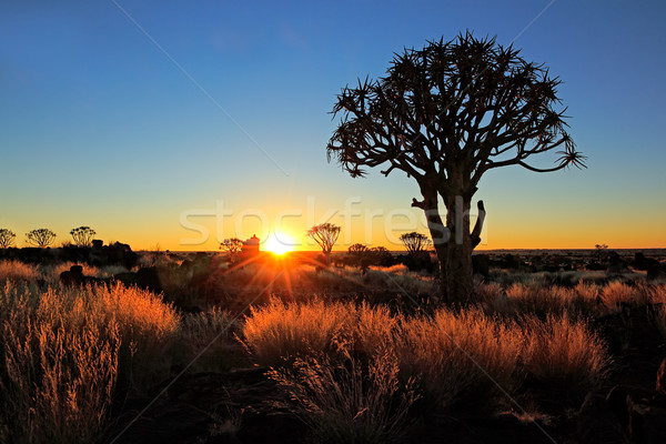 Quiver trees and grasses Stock photo © EcoPic