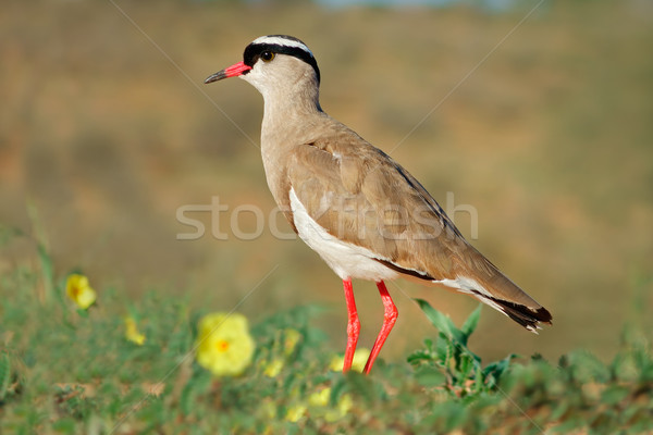 Crowned plover Stock photo © EcoPic