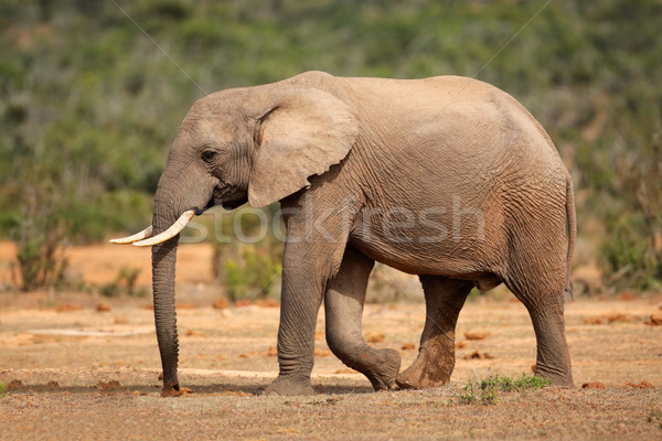 Elefant african mers Africa de Sud natură călători picioare Imagine de stoc © EcoPic