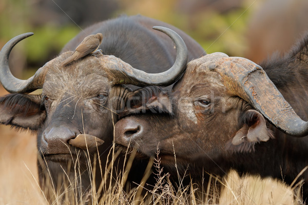 African buffalos Stock photo © EcoPic