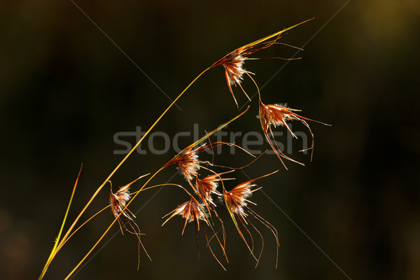 Backlit grasses Stock photo © EcoPic