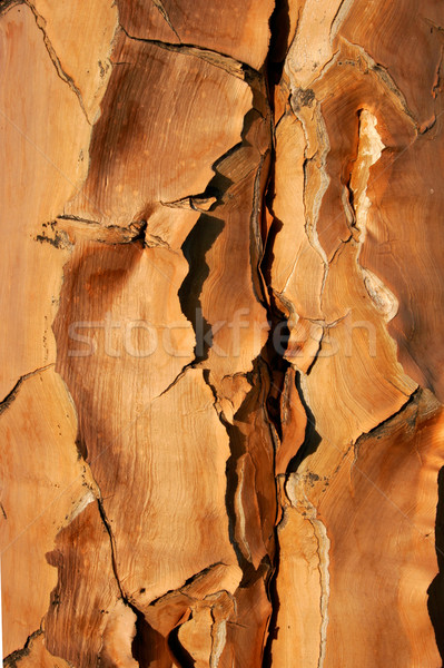 Quiver tree bark Stock photo © EcoPic