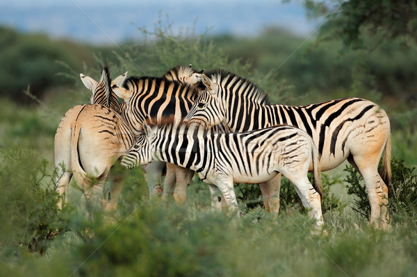 Zebrele natural habitat Africa de Sud apă Imagine de stoc © EcoPic