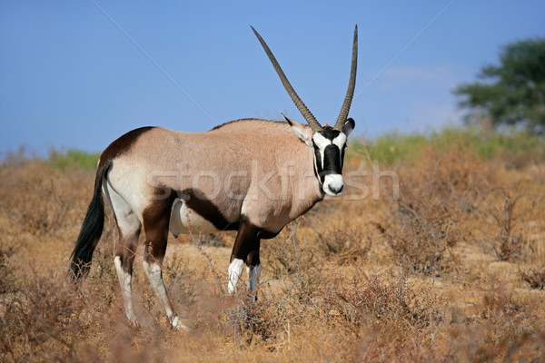 Gemsbok antelope Stock photo © EcoPic