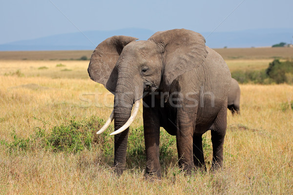 Słoń afrykański rezerwa Kenia charakter Afryki zwierząt Zdjęcia stock © EcoPic
