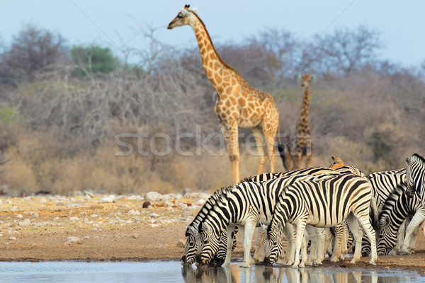 Etosha waterhole Stock photo © EcoPic