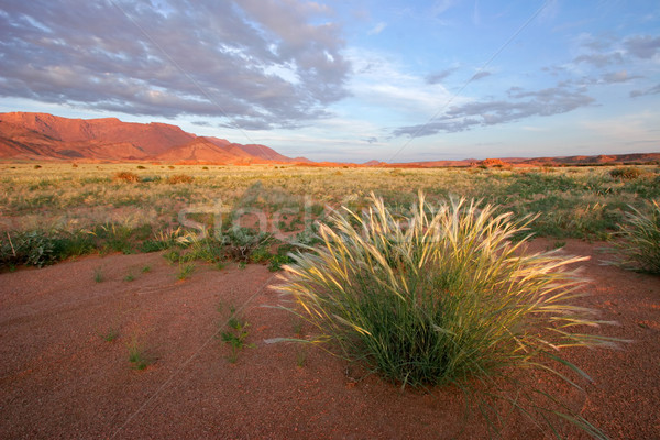 Grassland landscape Stock photo © EcoPic