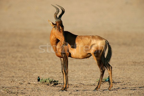 Red hartebeest Stock photo © EcoPic