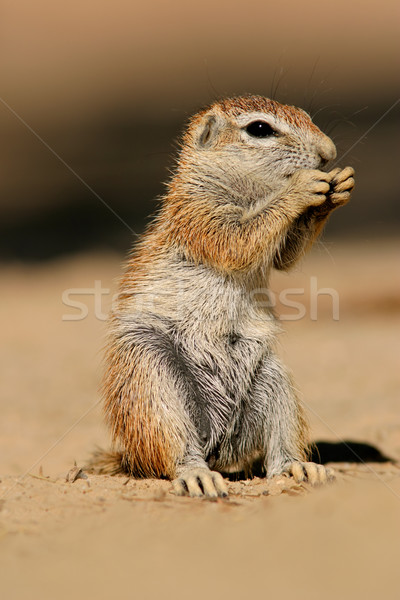 Ground squirrel Stock photo © EcoPic