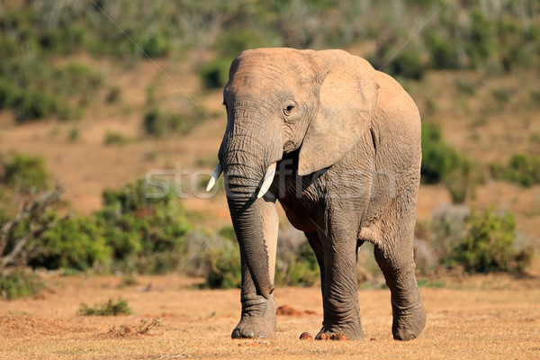 Stock photo: African elephant