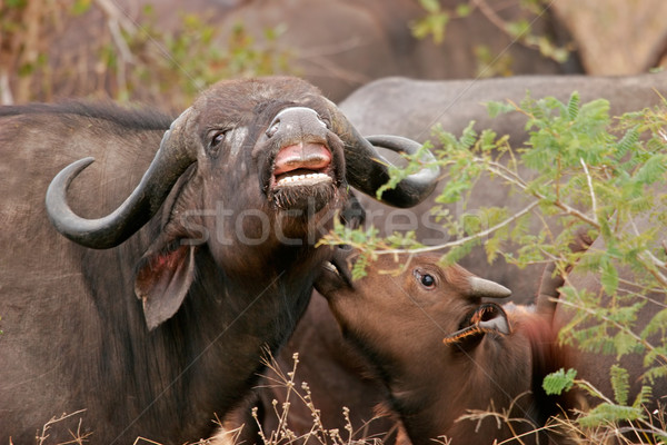 African buffalos  Stock photo © EcoPic
