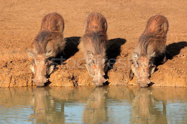 Warthogs drinking Stock photo © EcoPic