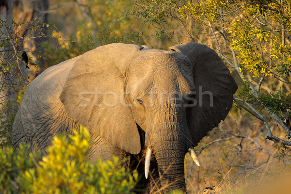 Słoń afrykański kłosie charakter rezerwa Południowej Afryki Zdjęcia stock © EcoPic