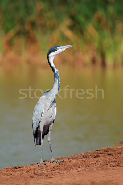 Black-headed heron Stock photo © EcoPic