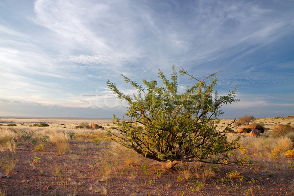 Desert plant and sky Stock photo © EcoPic