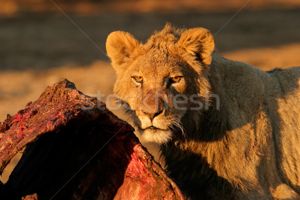 Feeding African lion Stock photo © EcoPic