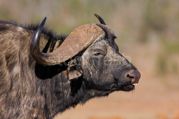 Stock photo: African buffalo