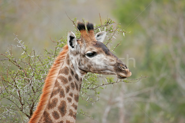 Giraffe  Stock photo © EcoPic