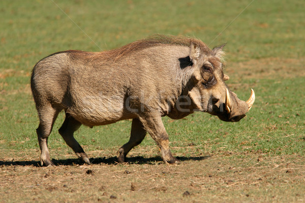 Male warthog Stock photo © EcoPic