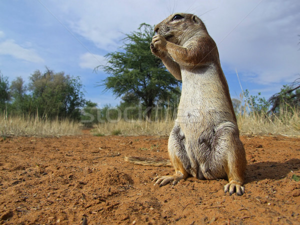 Ground squirrel  Stock photo © EcoPic