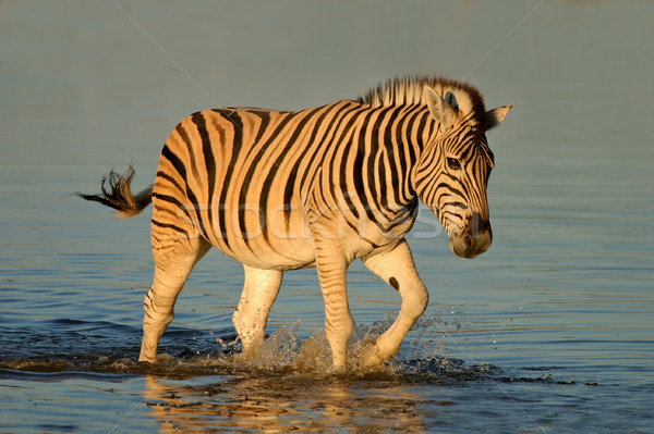 Ebenen Zebras Zebra Fuß Wasser spät Stock foto © EcoPic