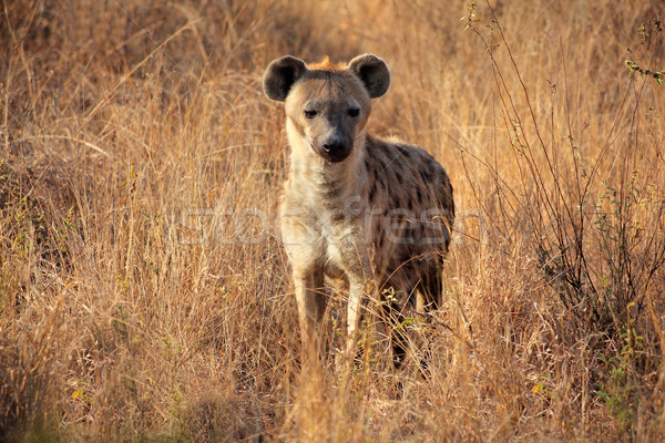 Spotted Hyena Stock photo © EcoPic