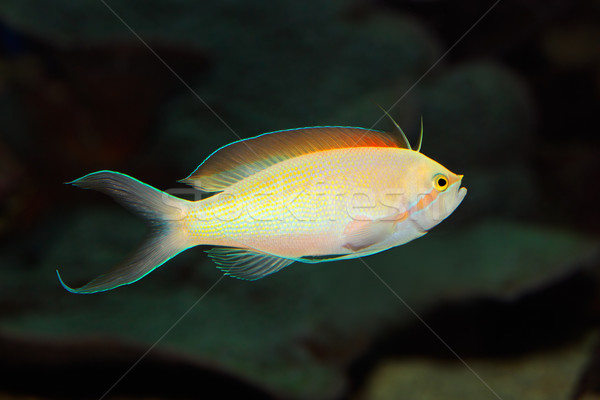 Poissons subaquatique vue coloré eau nature [[stock_photo]] © EcoPic