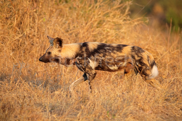 Stock photo: African wild dog