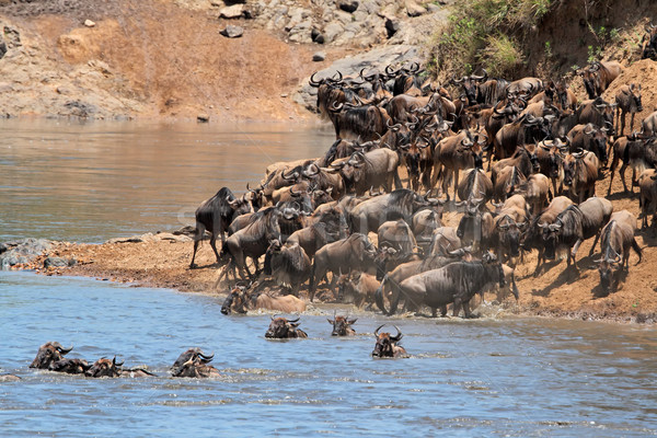 Wildebeest migration Stock photo © EcoPic