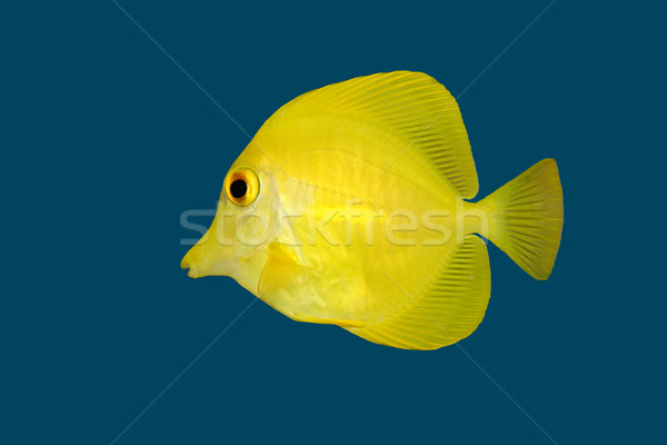 Yellow fish on blue  Stock photo © EcoPic