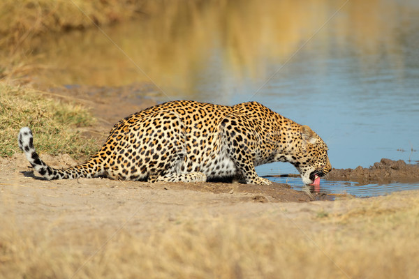 Leopar içme doğa rezerv Güney Afrika su Stok fotoğraf © EcoPic