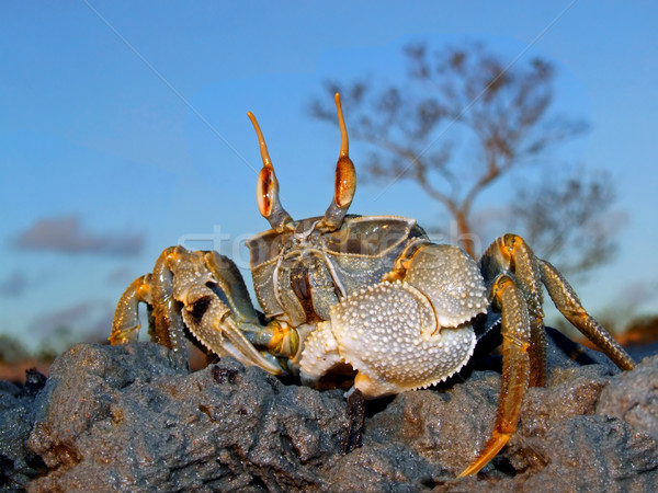 Stock photo: Ghost crab on rocks
