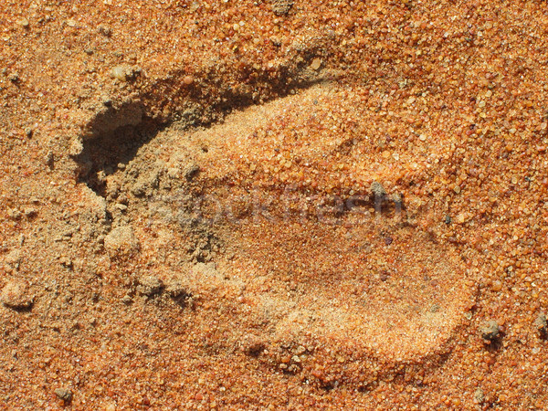 Hoof imprint Stock photo © EcoPic