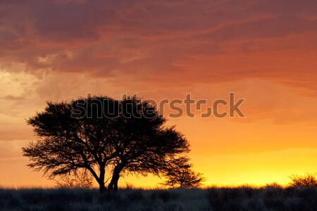 African sunset with silhouetted tree Stock photo © EcoPic