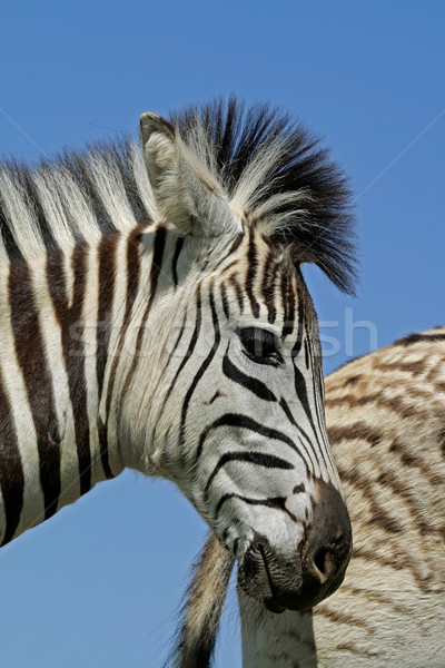 Alföld zebra portré park dél szemek Stock fotó © EcoPic