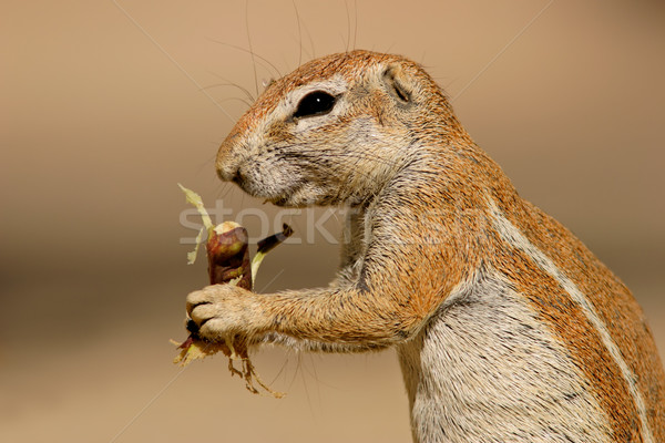 Stockfoto: Grond · eekhoorn · woestijn · South · Africa