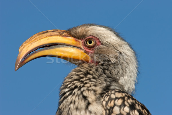  Yellow-billed hornbill Stock photo © EcoPic
