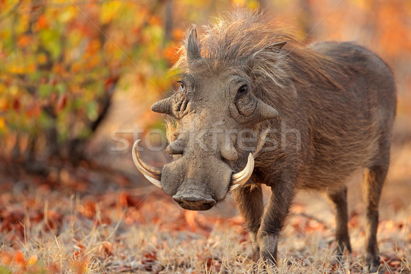 Warthog in natural habitat Stock photo © EcoPic