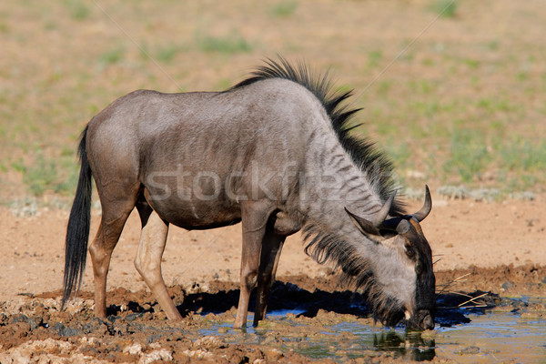 Stock photo: Blue wildebeest