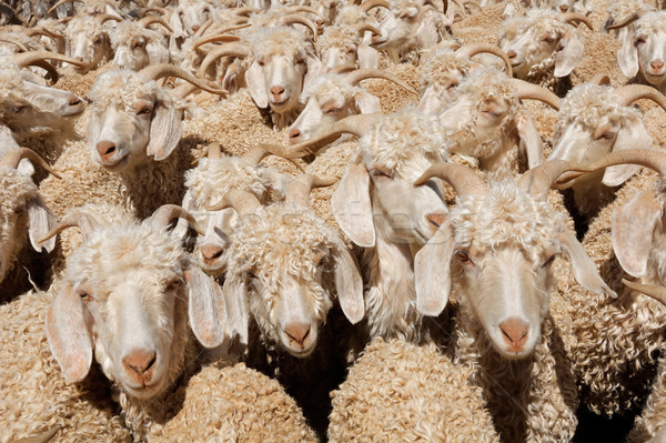 Stock fotó: Kecskék · vidéki · farm · állat · mezőgazdaság · afrikai