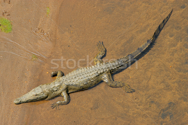 Nile crocodile Stock photo © EcoPic