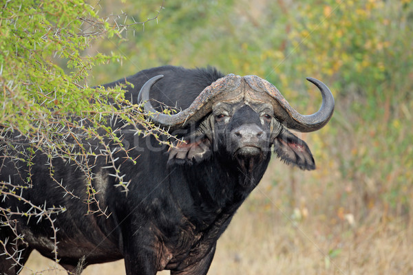 African buffalo bull Stock photo © EcoPic