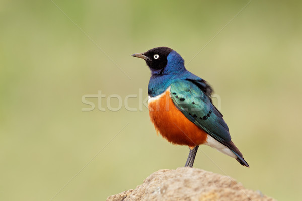 Superb starling Stock photo © EcoPic