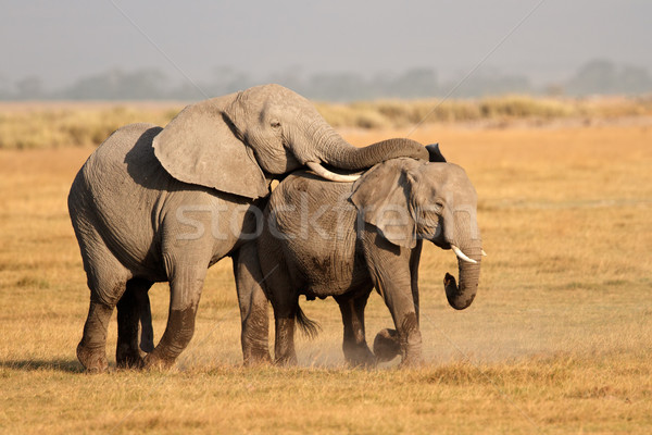Mating African elephants Stock photo © EcoPic