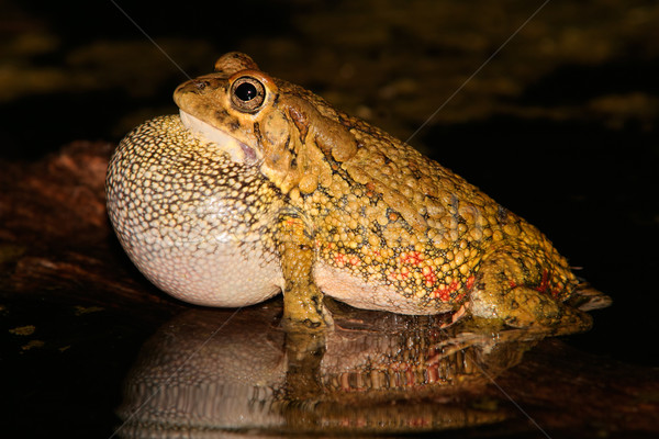Olive toad calling Stock photo © EcoPic